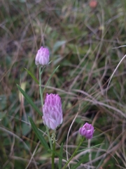 Polygala sanguinea