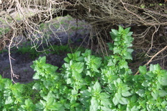 Urtica urens