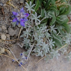 Lupinus lepidus