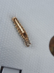 Lymantriinae