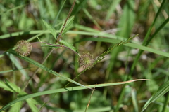 Geum macrophyllum