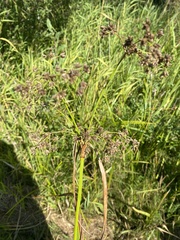 Scirpus