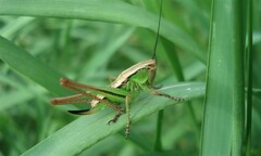 Roeseliana roeselii