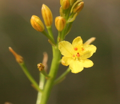 Bulbine semibarbata