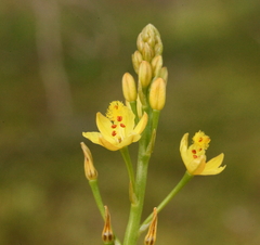 Bulbine semibarbata