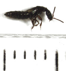 Phacophallus parumpunctatus