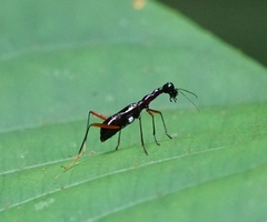 Cicindelinae