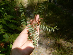 Vicia cassubica