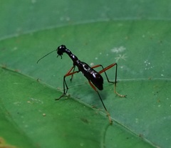 Cicindelinae