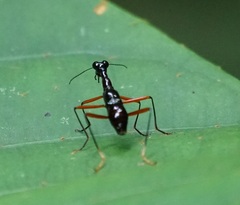 Cicindelinae