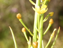 Bulbine semibarbata