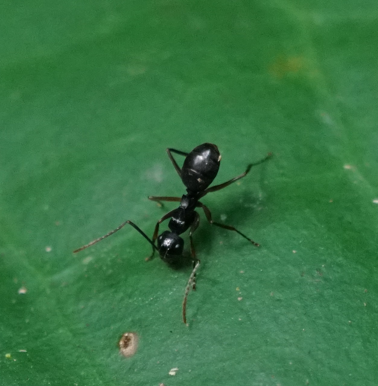 Polyrhachis equina