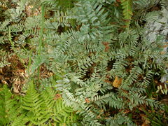 Vicia cassubica