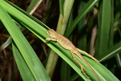 Diploderma swinhonis