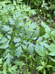 Ligusticum