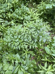 Ligusticum