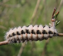 Zygaena rhadamanthus