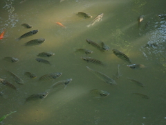 Oreochromis niloticus