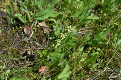 Platanthera huronensis