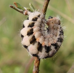 Zygaena rhadamanthus