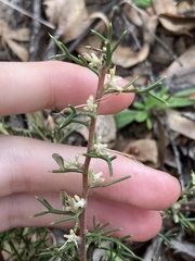 Hakea lissocarpha