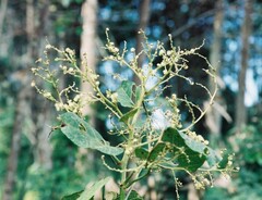 Neoboutonia macrocalyx