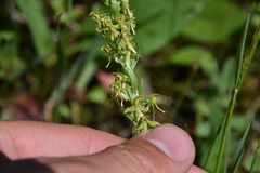 Platanthera huronensis