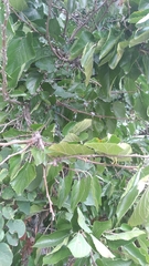 Magnoliopsida