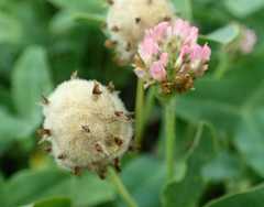 Trifolium fragiferum