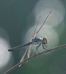 Agrionoptera sexlineata