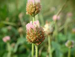 Trifolium fragiferum