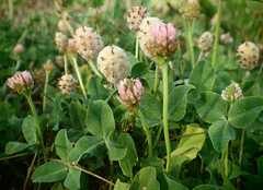 Trifolium fragiferum