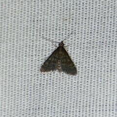 Steniodes declivalis