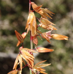Anarthria dioica