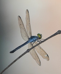 Agrionoptera sexlineata