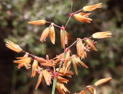 Anarthria dioica