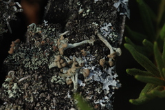 Cladonia botrytes