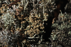 Cladonia botrytes