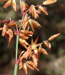 Anarthria dioica