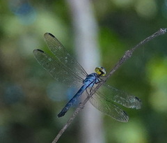 Agrionoptera sexlineata