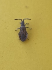 Hemiptera