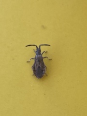 Hemiptera