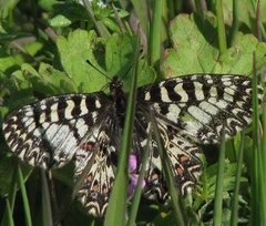 Zerynthia polyxena