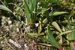 Veronica scutellata