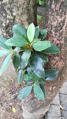 Ficus microcarpa