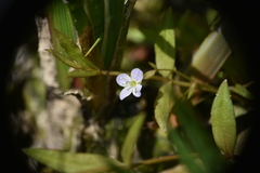 Veronica scutellata