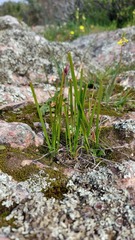 Thereianthus spicatus