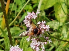 Volucella pellucens