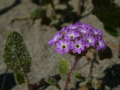 Abronia umbellata