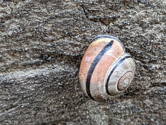 Cepaea nemoralis